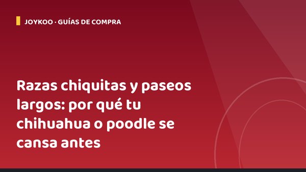 Razas chiquitas y paseos largos: por qué tu chihuahua o poodle se cansa antes